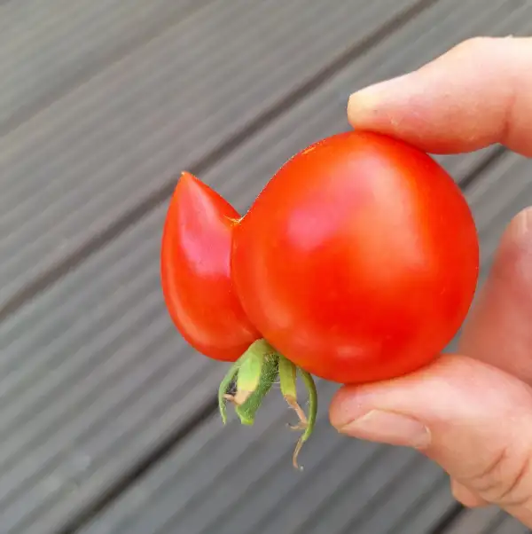 Tomaten: Haubners Vollendung