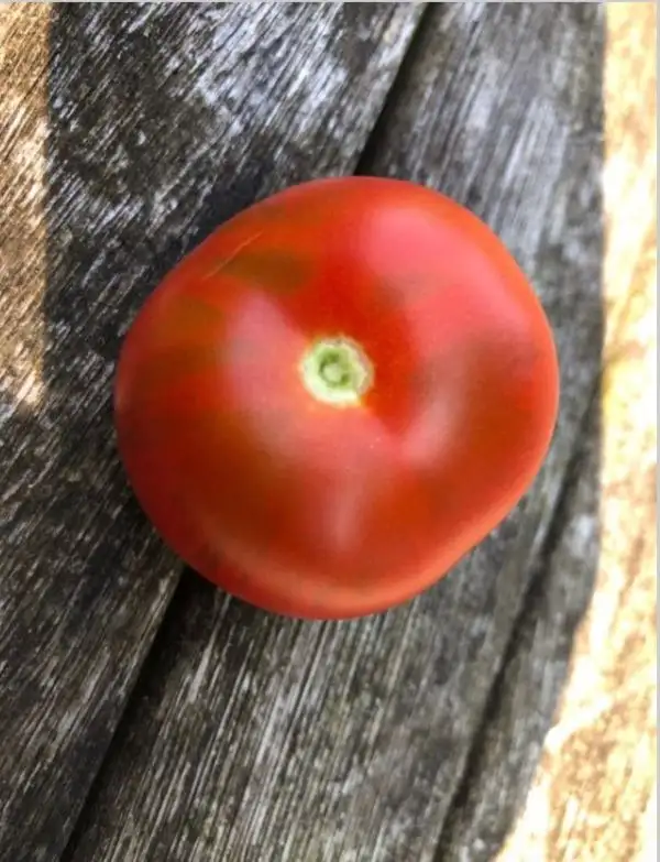 Tomaten: Haubners Vollendung