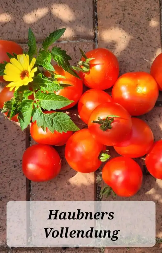 Tomaten: Haubners Vollendung