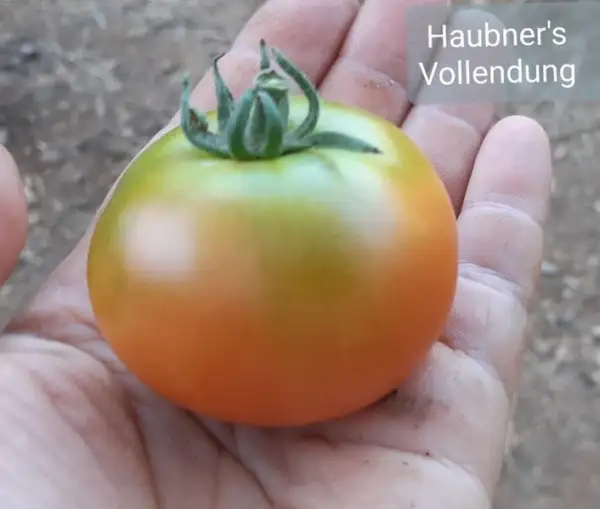 Tomaten: Haubners Vollendung