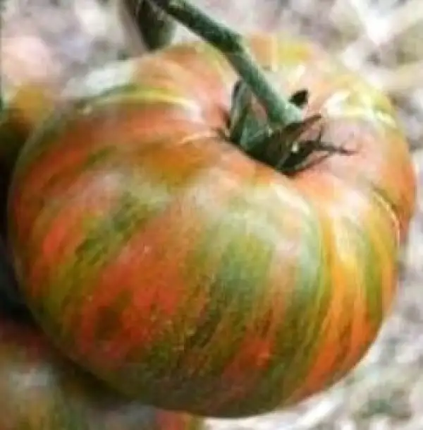 Tomaten: Havard Square