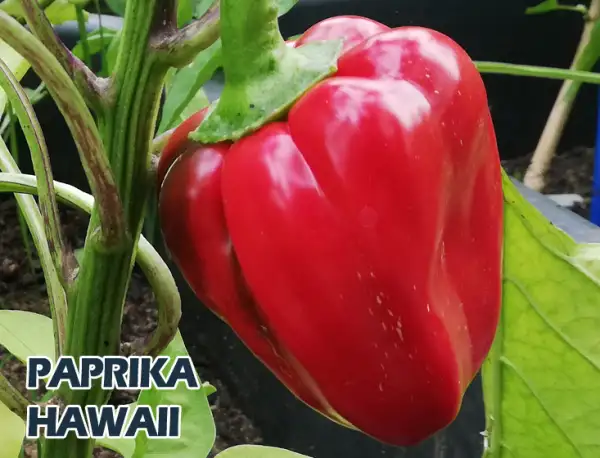 Paprika: Hawaii