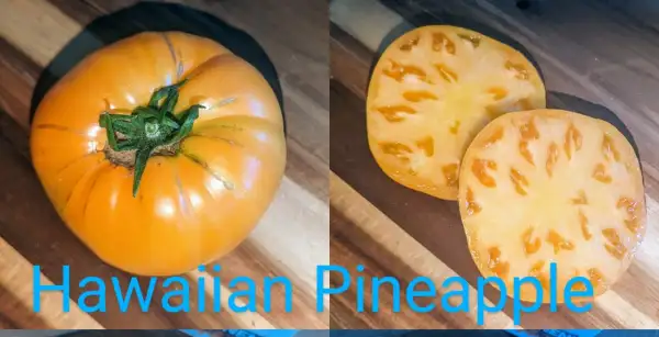 Tomaten: Hawaiian Pineapple