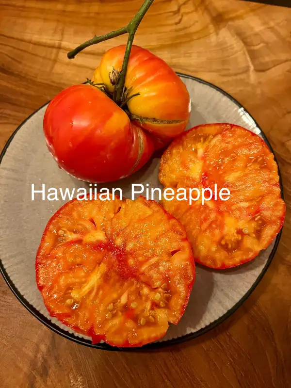 Tomaten: Hawaiian Pineapple