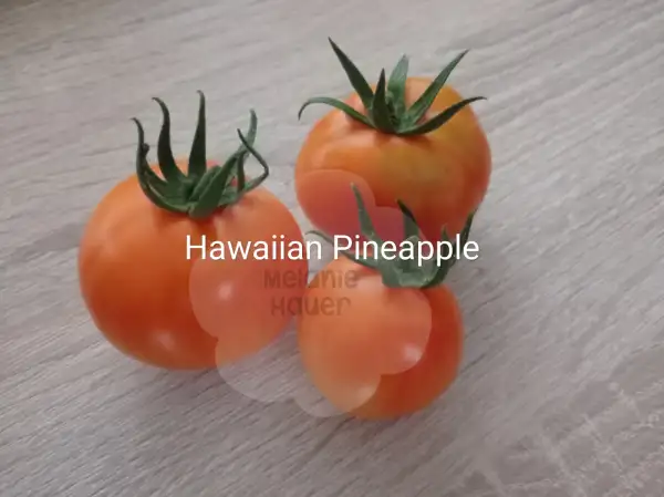 Tomaten: Hawaiian Pineapple