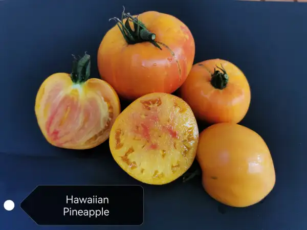 Tomaten: Hawaiian Pineapple