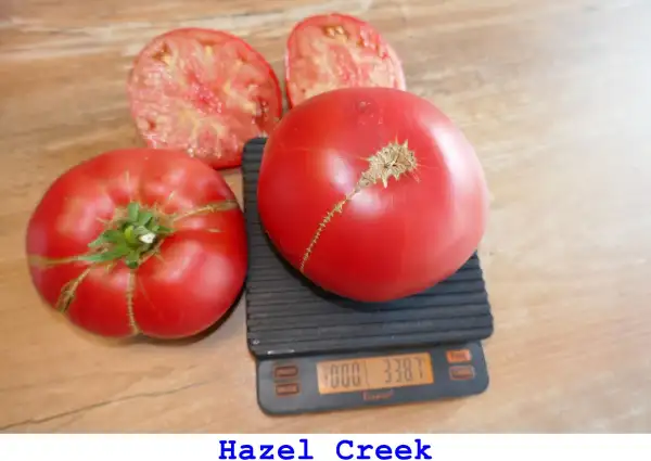 Tomaten: Hazel Creek