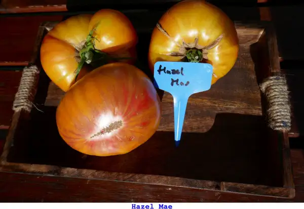 Tomaten: Hazel mae