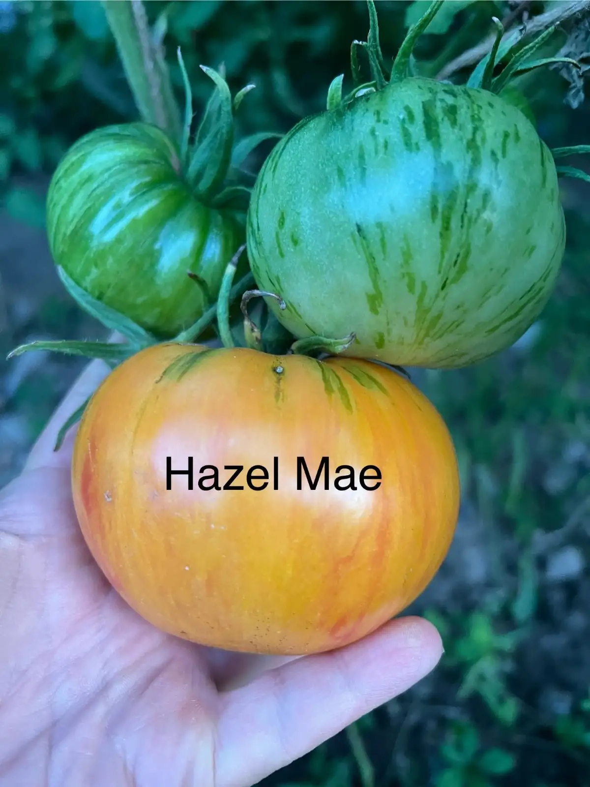 Tomaten: Hazel mae