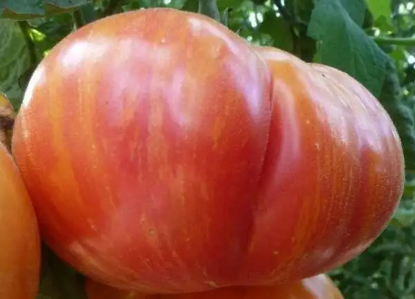 Tomaten: Hazel mae