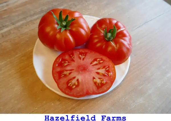 Tomaten: Hazelfield Farms
