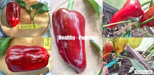 Chili / Paprika: Healthy - Paprika