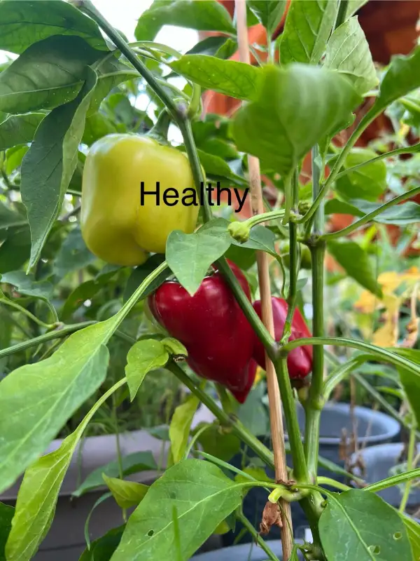 Chili / Paprika: Healthy
