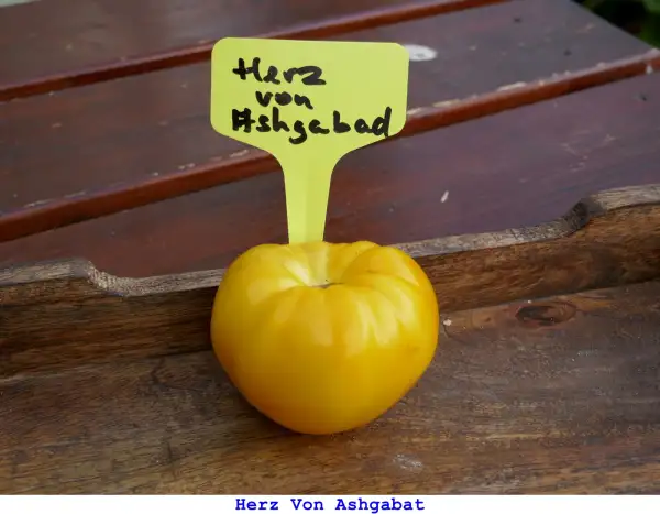 Tomaten: Heart of Ashgabat
