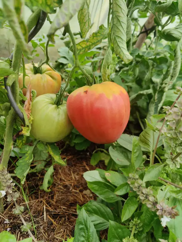 Tomaten: Heart of Ashkabat