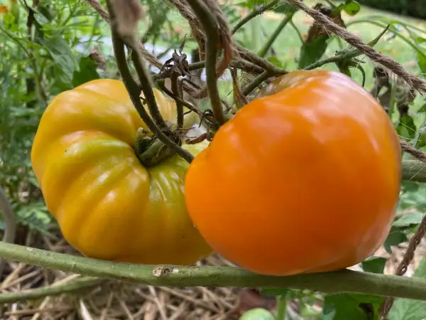 Tomaten: Heart of Gold