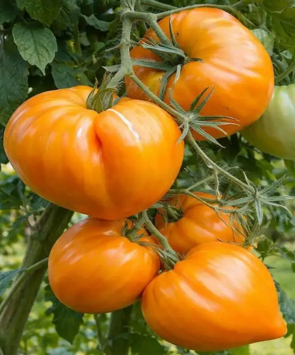 Tomaten: Heart of the Dessert - Herz der Wüste