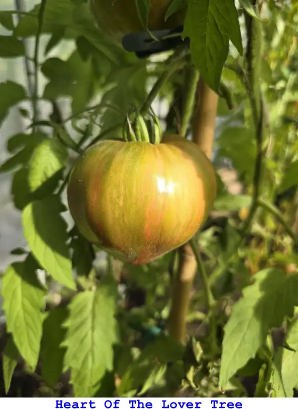 Tomaten: Heart Of The Lover Tree