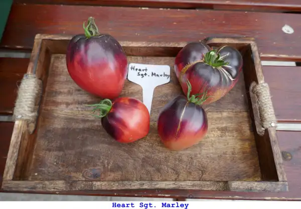 Tomaten: Heart Sgt. Marley