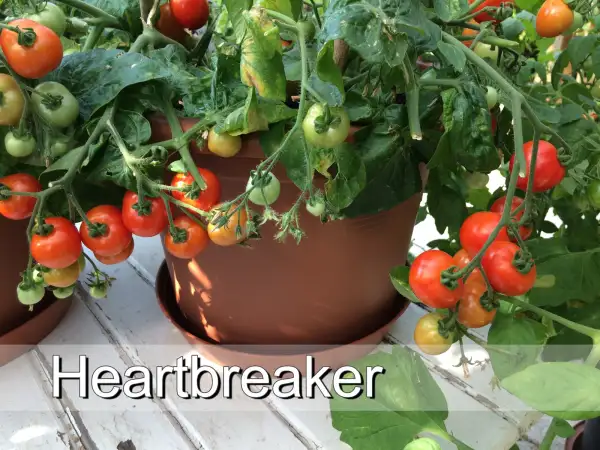 Tomaten: Heartbreaker