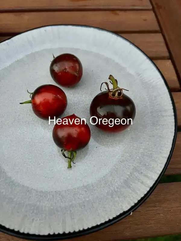 Tomaten: Heaven Oregeon