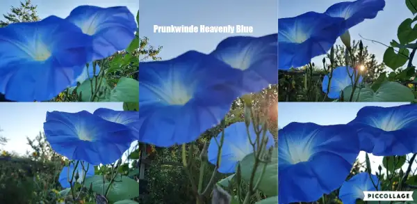 Blumen: Heavenly Blue  - Prunkwinde