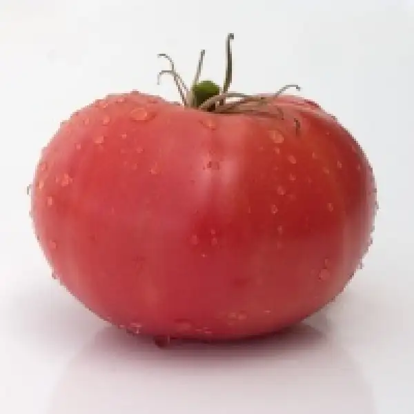 Tomaten: Hege German Pink