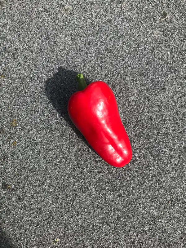 Chili / Paprika: Hegyes Erös 12 Stück   2025