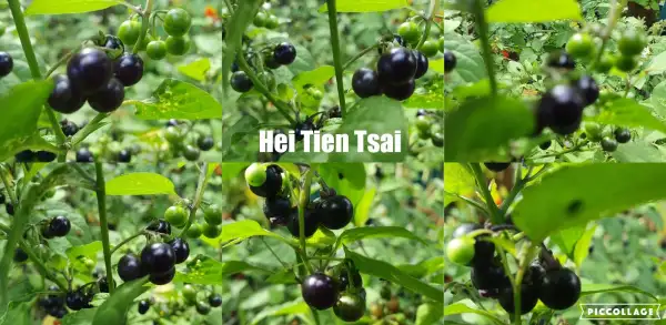 Obst: Hei Tien Tsai