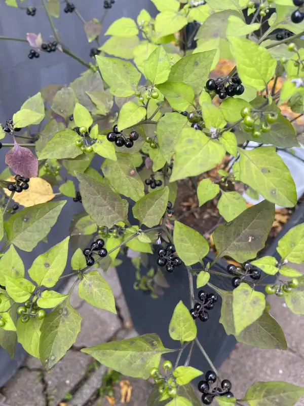 Beeren: Hei Tien Tsai