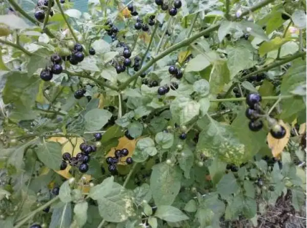 Beeren: Hei Tien Tsai