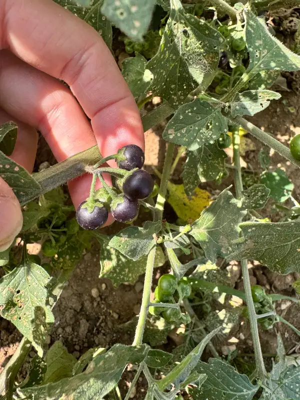 Beeren: Hei Tien Tsai
