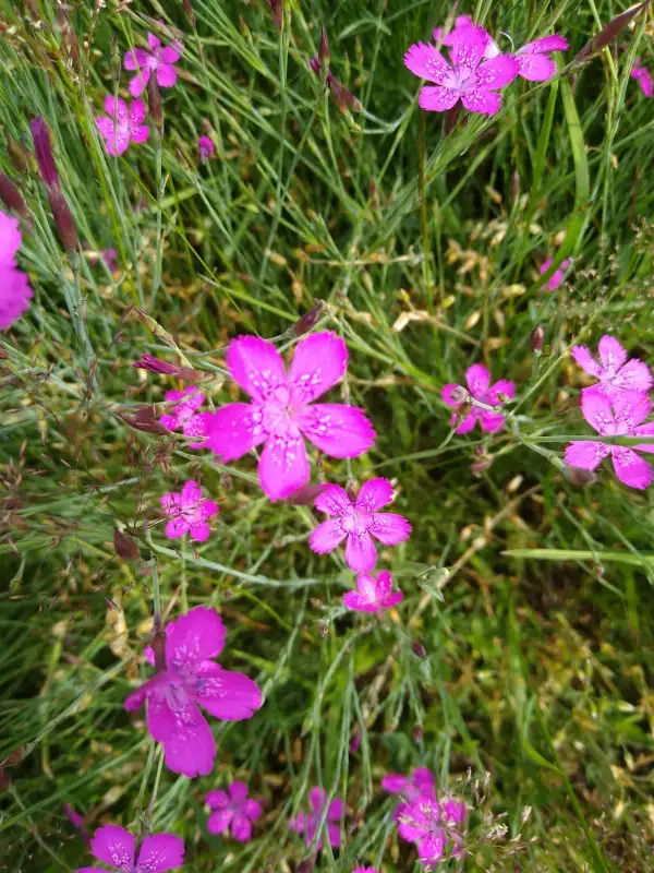 Blumen: Heidenelke