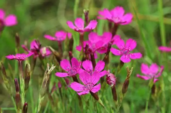 Blumen: Heidenelken rosa