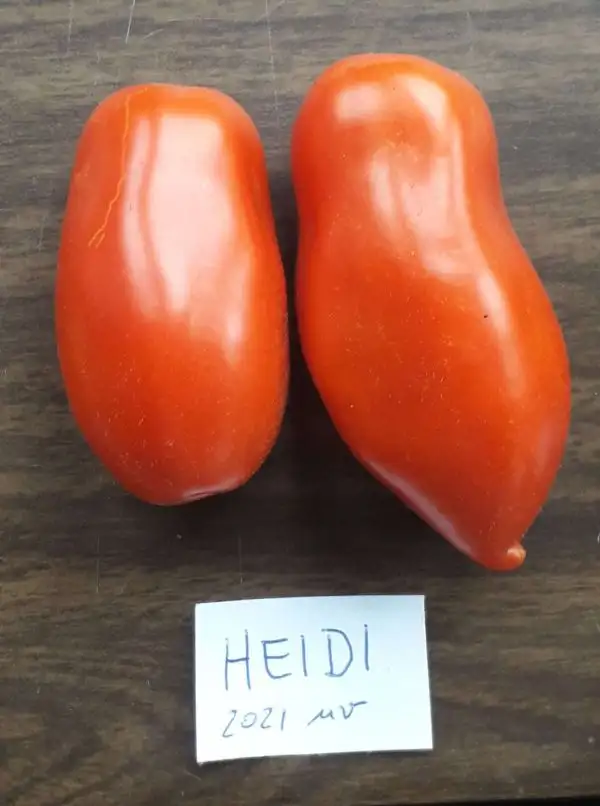 Tomaten: Heidi