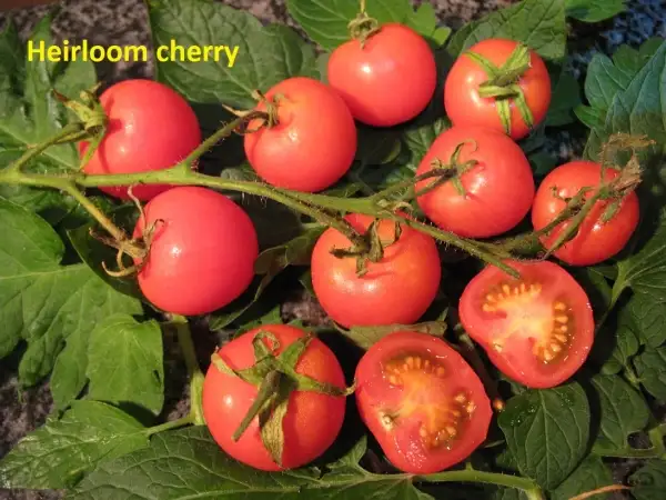 Tomaten: Heierloom cherry