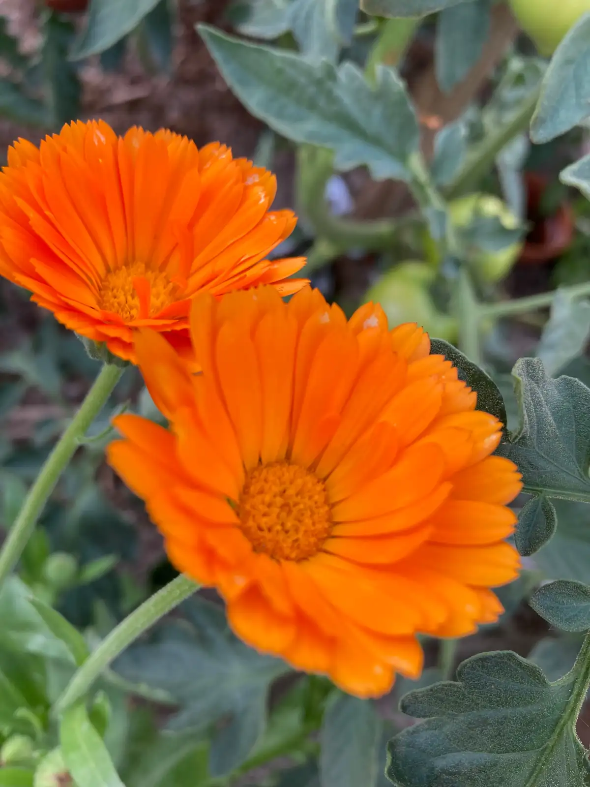 Blumen: Heilkräftige Ringelblumen