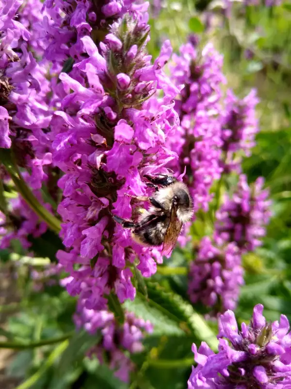 Blumen: Heilziest