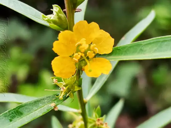 Stauden / Gehölz: Heimia salicifolia ‣‣ Sonnenöffner ‣‣ Sinicuichi ‣‣ Sun opener
