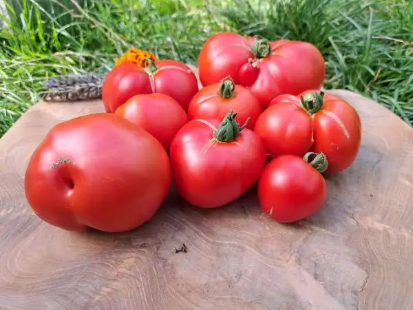 Tomaten: Heinemann