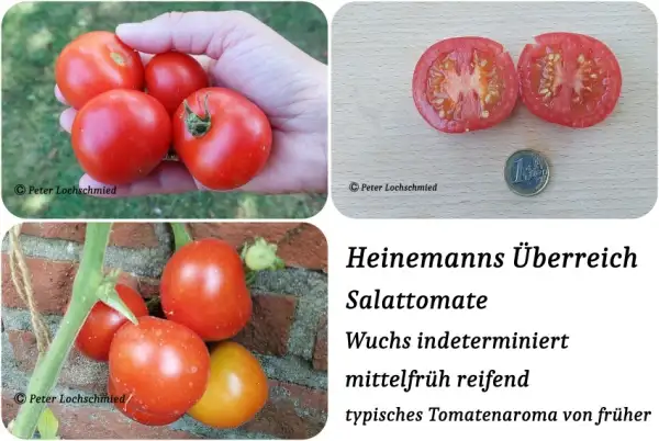 Tomaten: Heinemanns Überreich
