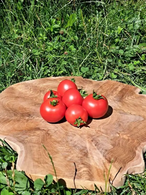 Tomaten: Heinemanns Rotkäppchen (Buschtomate)