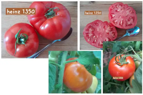 Tomaten: Heinz 1350