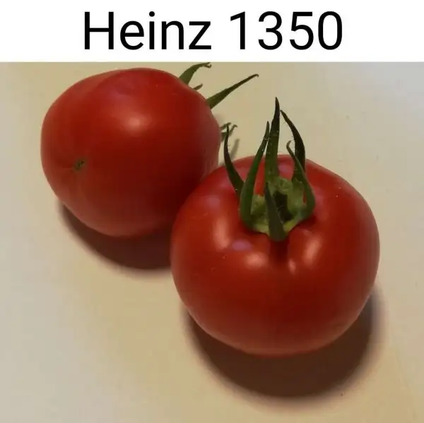 Tomaten: Heinz 1350