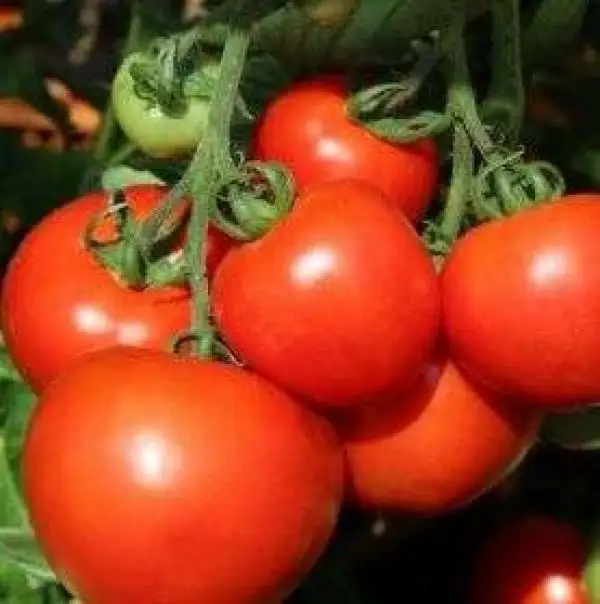 Tomaten: Heinz 1370