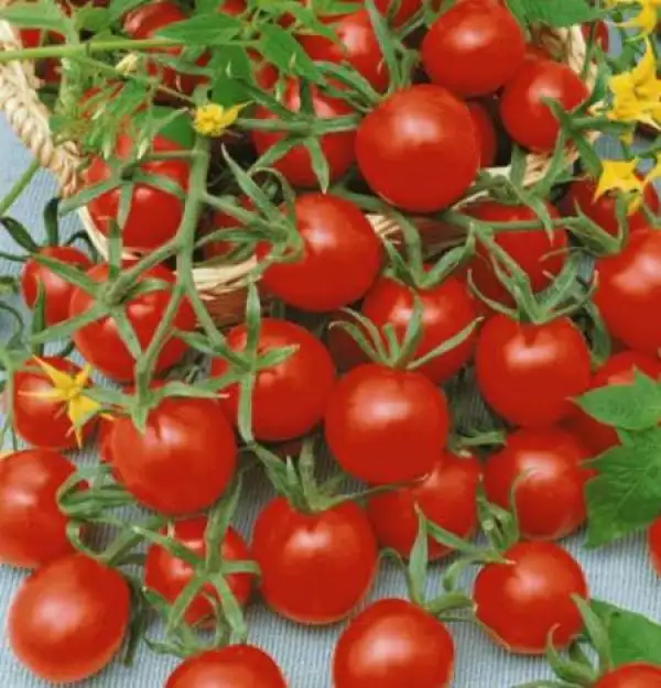 Tomaten: Heirloom Cherry