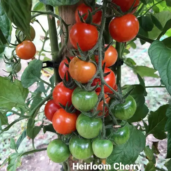 Tomaten: Heirloom Cherry