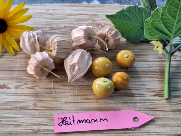 Physalis: Heitmann