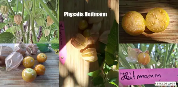 Physalis: Heitmann