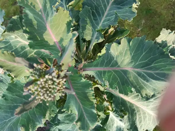 Kohl: Helgoländer Klippenkohl